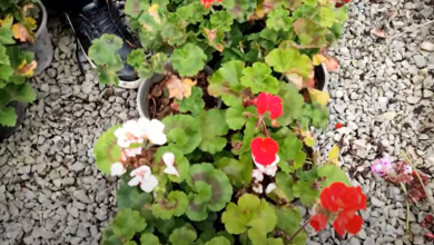 Photo of بذر و 2 راه حل مهم برای کاشت انواع مختلف گل در باغچه