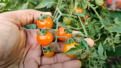 Photo of بذر *خاصیت های باورنکردنی کاشت 1 بذر گوجه را بدانید.