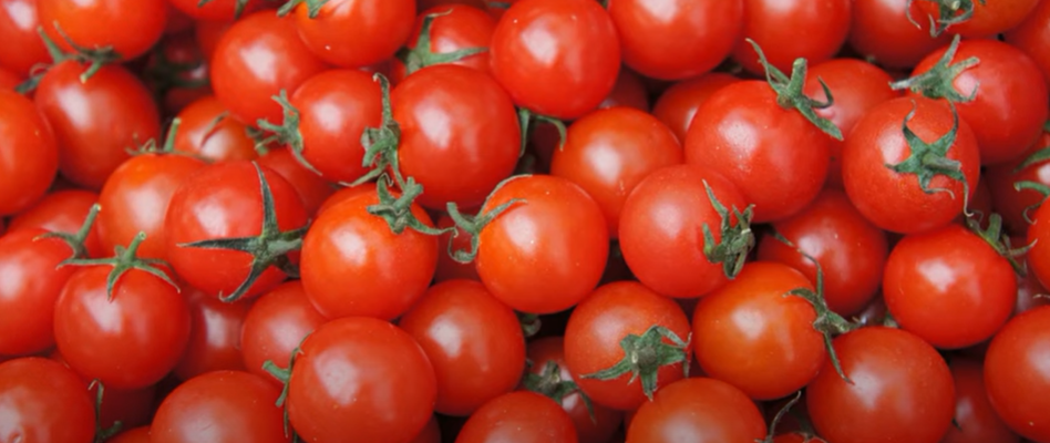 گوجه- بذر- ارگانیک اگری