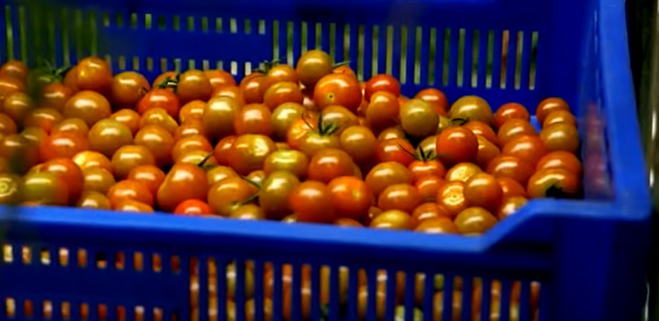 گوجه فرنگی- بذر- ارگانیک اگری