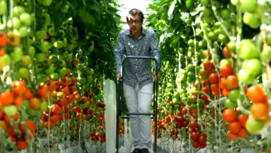 Photo of بذر |5 ایده مختلف از گوجه فرنگی گیلاسی برای لذت بردن