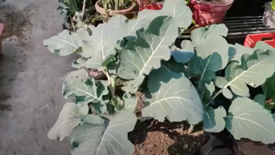 Photo of بذر- 3 نکته در ارتباط با خاک مناسب برای گیاهان باغچه شما!