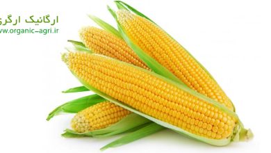Photo of بذر ذرت | خرید با کیفیت ترین بذر ذرت با مناسب ترین قیمت | 09173523871