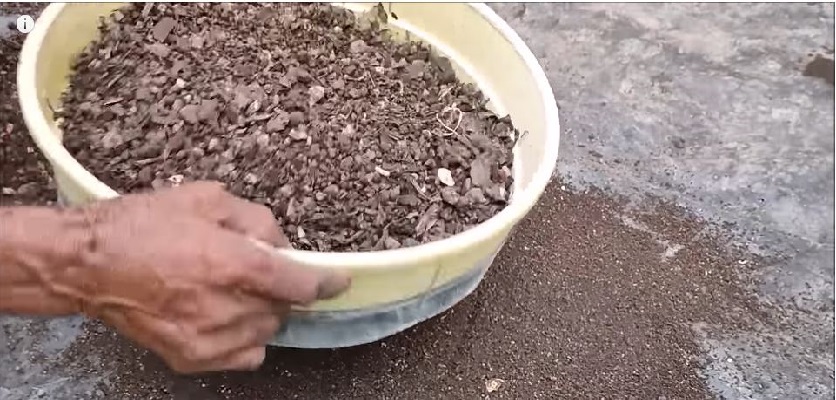 کودشوک | استفاده از کودشوک در گیاهان