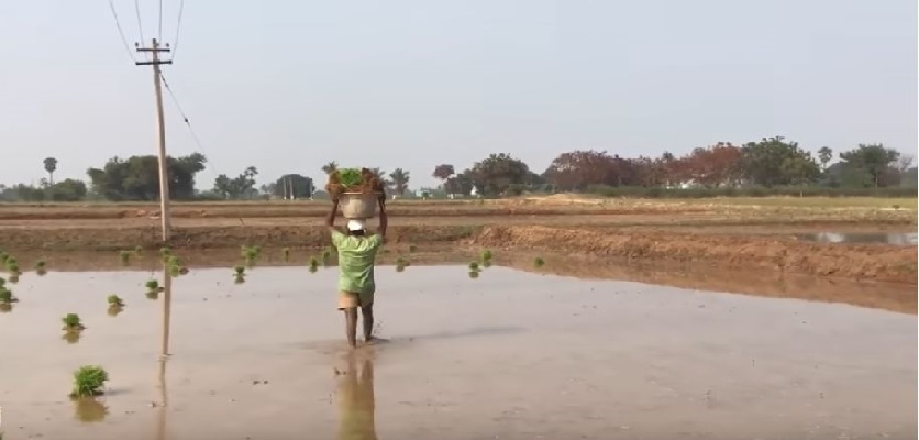 کودشوک مزرعه برنج و آماده سازی خاک