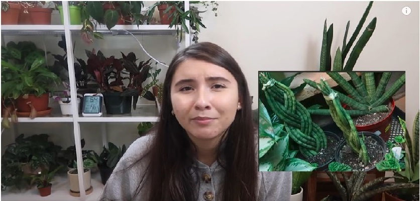 کودشوک | نحوه مراقبت از گیاهان سانسوریا