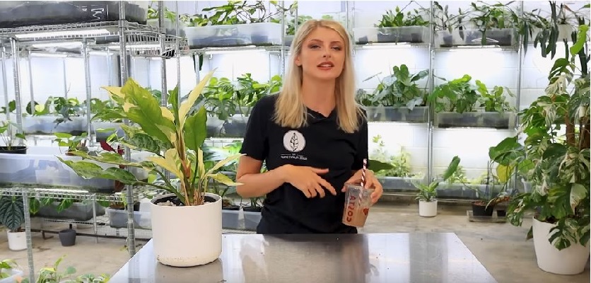 کودشوک | انواع کود ها برای گیاهان آپارتمانی