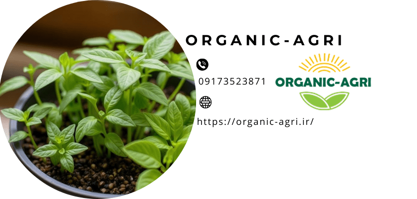 ۰۳ نکته مهم در ارتباط با بذر برای گیاهان خانگی!