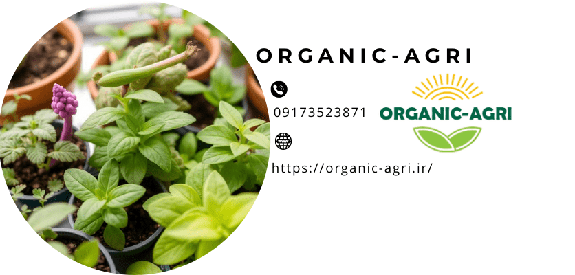 کاشت درخت در خانهبذر