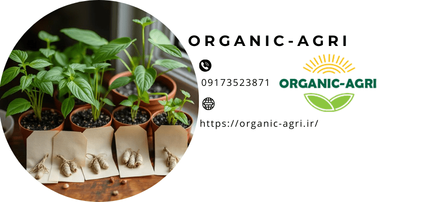 بهترین دانه برای رشدبذر