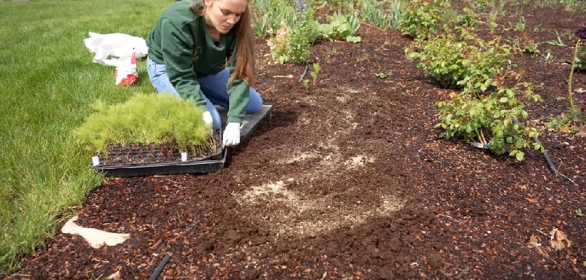 بذر خیار | این 10 نکته برای باغبانی ارگانیک را در نظر بگیرید!