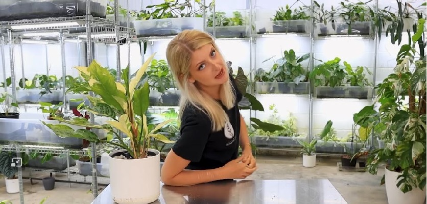 گیاهان آپارتمانی | 07 عنوان برای تنوع کود برای گیاهان در آپارتمان شما!