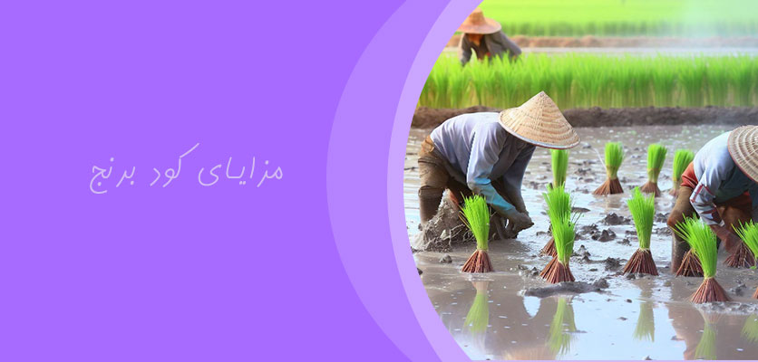 مزایای کود در کشاورزی - کود برنج