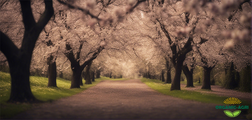 شکوفه زدن درختان - ریزش شکوفه