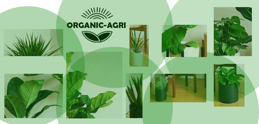 گیاهان آپارتمانی - کود مایع برای گیاهان آپارتمانی