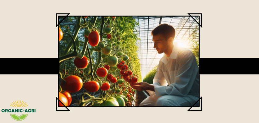 درشت تر شدن مییوه ها - تغذیه گوجه فرنگی گلخانه ای