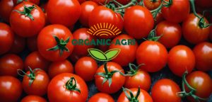 برداشت گوجه-کود برای گوجه فرنگی