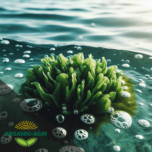 جلبک دریایی مایع - کود جلبک دریایی