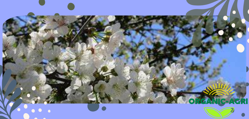 شکوفه درختان - میوه ندادن درخت