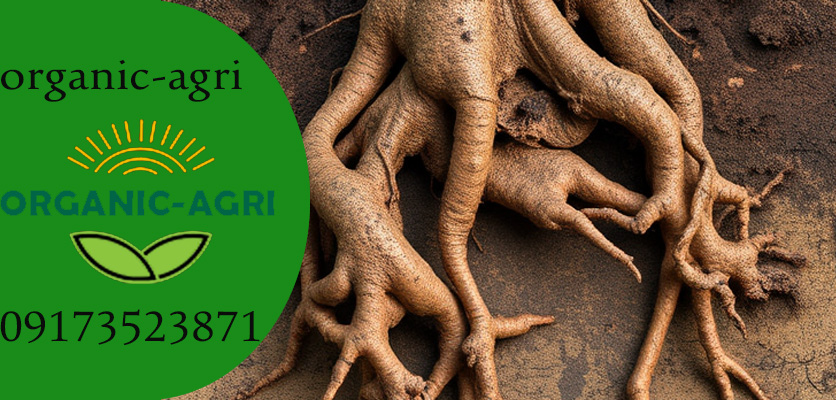 8 عنوان برای دلایل پوسیدگی ریشه گیاهان