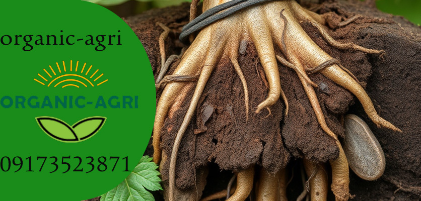 بیماری و درمان پوسیدگی ریشه