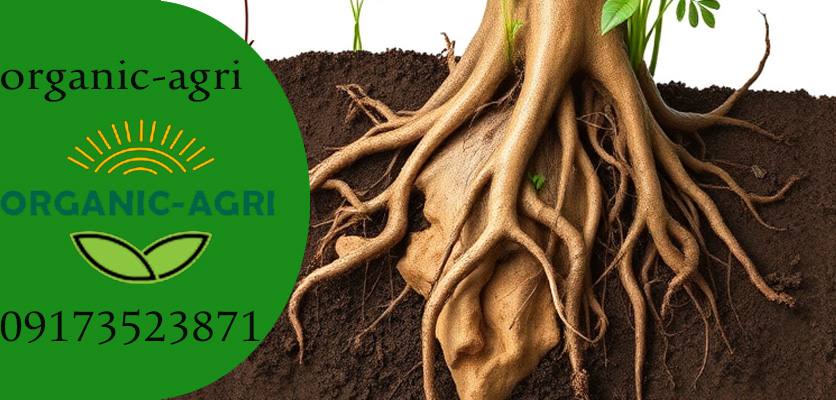 استریل کردن و درمان پوسیدگی ریشه