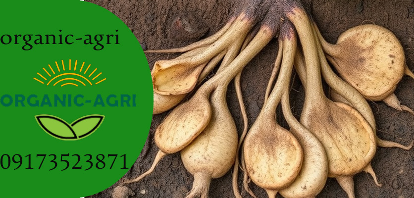 بررسی ریشه گیاه و درمان پوسیدگی ریشه